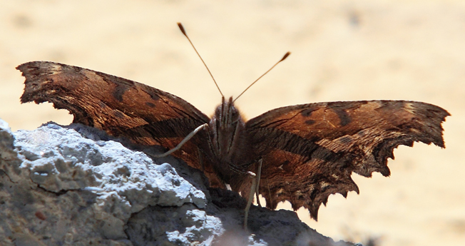 Poligonia egea?